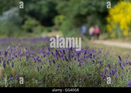 Tiefe der Landschaft Blickfeld Lavendelfelder auf Jersey Lavender Farm, Kanalinseln Stockfoto