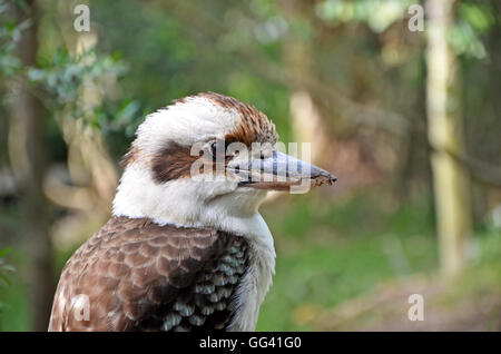 Nahaufnahme von einem australischen Laughing Kookaburra (Dacelo Novaeguineae) Stockfoto