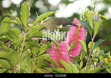 Ein Lewin Honigfresser Fütterung auf eine Blume. Stockfoto