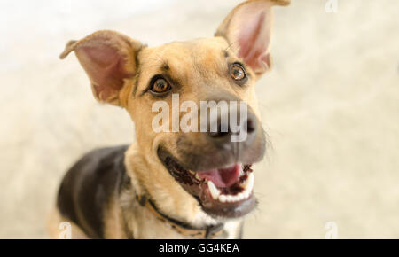 Happy Hund isoliert ist eine niedliche lustige begeisterten Schäferhund mit einem großen Lächeln auf seinem Gesicht glücklich. Stockfoto