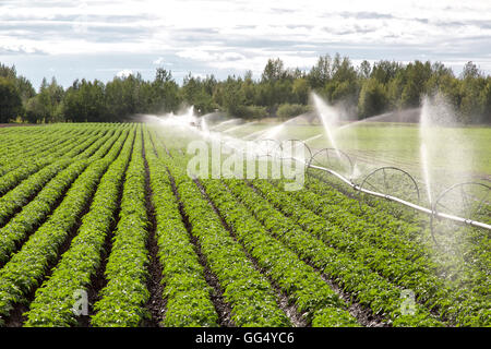 Rad-Linie-Bewässerungs-System im Kartoffelfeld. Stockfoto