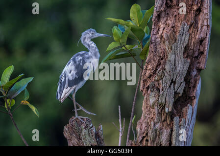 Ein Baby Little Blue Heron thront auf einem toten Baumstumpf. Stockfoto