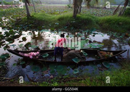 Lotus-Landwirtschaft-Szene aus Vellayani See, Thiruvananthapuram, Kerala Stockfoto