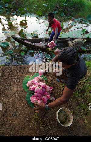 Lotus-Landwirtschaft-Szene aus Vellayani See, Thiruvananthapuram, Kerala Stockfoto