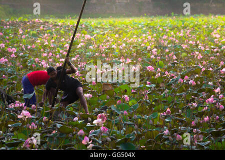 Lotus-Landwirtschaft-Szene aus Vellayani See, Thiruvananthapuram, Kerala Stockfoto