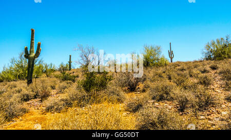 Trockene Wüste und Saguaro Kakteen im Tonto National Forest in Arizona, USA Stockfoto