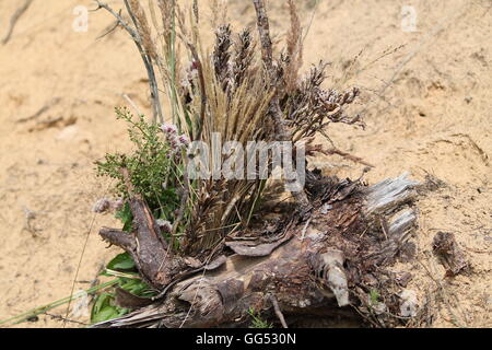 schöner Blumenstrauß aus trockenen Gräsern und alten Baumstumpf am sonnigen Sandstrand im Sommertag Stockfoto