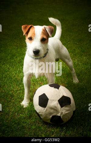 Jack Russell Parson Terrier Hund mit seinem Spielzeug-Ball spielen Stockfoto