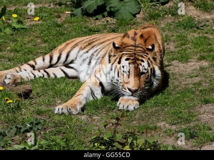 Ältere männliche sibirische oder Amur Tiger (Panthera Tigris Altaica) Lzaing in der Sonne Stockfoto