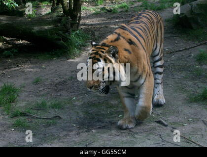 Ältere männliche sibirische oder Amur Tiger (Panthera Tigris Altaica) auf der Pirsch Stockfoto