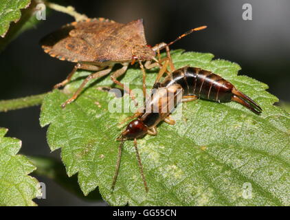 Arma Custos Shield Bug Fütterung auf eine europäische gemeinsame Ohrwurm (Forficula Auricularia) Stockfoto