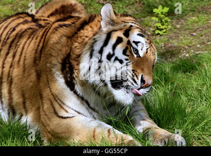 Ältere männliche sibirische oder Amur Tiger (Panthera Tigris Altaica) leckte sich die Lippen Stockfoto