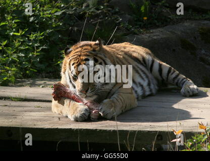 Ältere männliche sibirische oder Amur Tiger (Panthera Tigris Altaica) genießen einen fleischigen Knochen Stockfoto