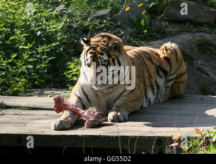 Ältere männliche sibirische oder Amur Tiger (Panthera Tigris Altaica) genießen einen fleischigen Knochen Stockfoto