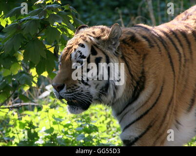 Reifen männlichen sibirischen oder Amur Tiger (Panthera Tigris Altaica) Closeup portrait Stockfoto