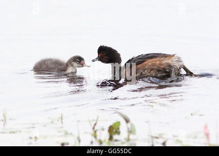 Ältere Schwarzhals Europäische Haubentaucher (Podiceps Nigricollis) füttern ihre jungen Stockfoto