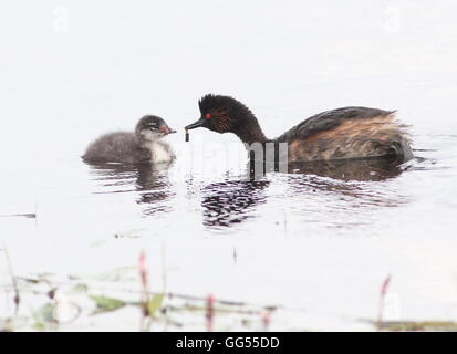 Ältere Schwarzhals Europäische Haubentaucher (Podiceps Nigricollis) bietet Nahrung für ihr baby Stockfoto