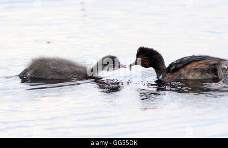 Ältere Schwarzhals Europäische Haubentaucher (Podiceps Nigricollis) füttern ihre jungen Stockfoto