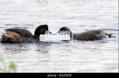 Ältere Schwarzhals Europäische Haubentaucher (Podiceps Nigricollis) füttern ihre jungen Stockfoto