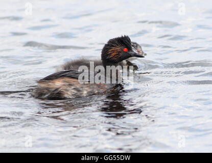 Ältere Schwarzhals Europäische Haubentaucher (Podiceps Nigricollis) mit ihrem jungen schwimmen Stockfoto