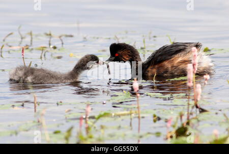 Ältere Schwarzhals Europäische Haubentaucher (Podiceps Nigricollis) füttern ihre jungen Stockfoto