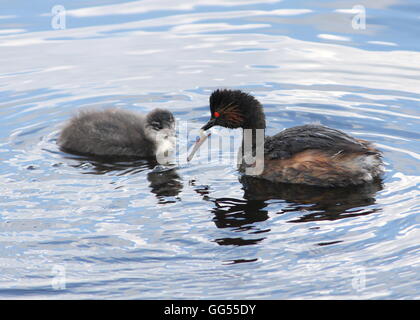 Ältere Schwarzhals Europäische Haubentaucher (Podiceps Nigricollis) füttern ihre jungen Stockfoto