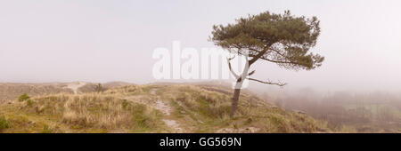 Ein einsamer Baum auf einer Düne auf der Insel Terschelling in den Niederlanden. Fotografiert an einem nebligen Morgen. Stockfoto