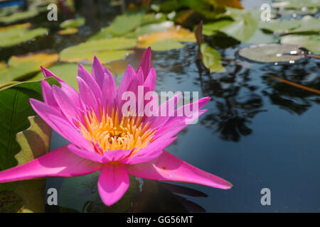 Lotus-Blume in rosa lila violette Farbe. Biene Insekt Pollen mit grünen Blättern in Wasser Naturteich. Nahaufnahme, leichte Kugeln Stockfoto