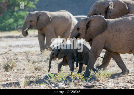 Damaraland Namibia Wüste angepasst Elefanten (Loxodonta Africana) in der Nähe von Doro Nawas mit jungen. Stockfoto