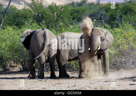 Damaraland Namibia Wüste angepasst Elefanten (Loxodonta Africana) in der Nähe von Doro Nawas. Elefant Staub baden. Stockfoto