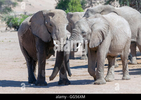 Damaraland Namibia Wüste angepasst Elefanten (Loxodonta Africana) in der Nähe von Doro Nawas Stockfoto