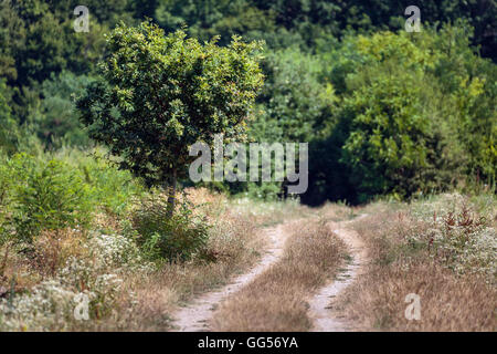 Feldweg gehen in einen Wald mit selektiven Fokus Stockfoto