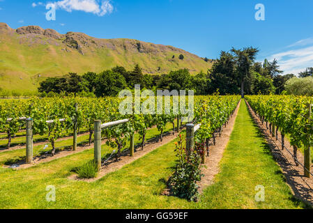 Weinberg, Nordinsel, Neuseeland Stockfoto