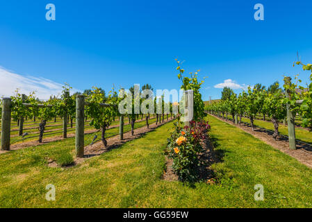 New Zealand Weinland befindet sich in Napier in der Nähe von Hawke's Bay Stockfoto