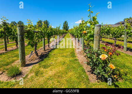 New Zealand Weinland befindet sich in Napier in der Nähe von Hawke's Bay Stockfoto