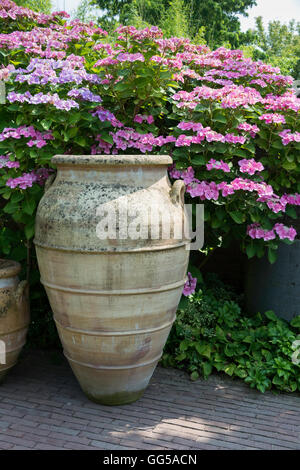 große braune Tongefäßen mit pink und Rosa Hortensie Hortensia Hintergrund Stockfoto