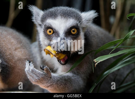 Ring-tailed Lemur (Lemur Catta) starrte intensiv in die Kamera während des Essens Stockfoto