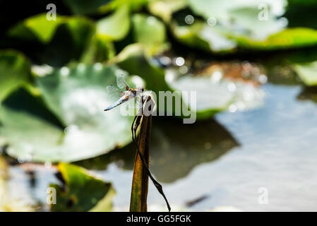 Ein Männlein und ein plattbauch Libelle (Libellula depressa) Stockfoto