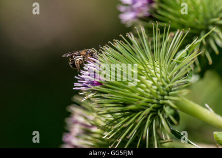 Eine Biene auf der Blume einer Klette (Arctium Lappa) Stockfoto