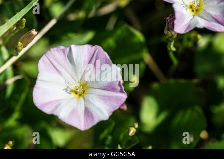 Eine Nahaufnahme einer Blüte einer Acker-winde (Convolvulus arvensis) Stockfoto