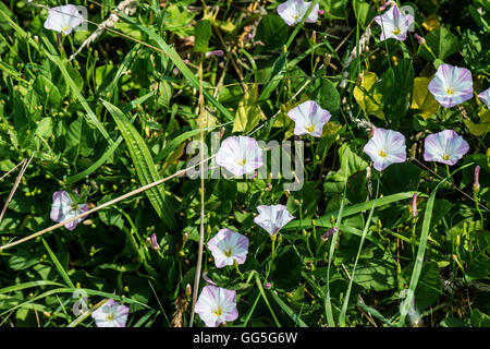 Die Blume eines Acker-winde (Convolvulus arvensis) Stockfoto