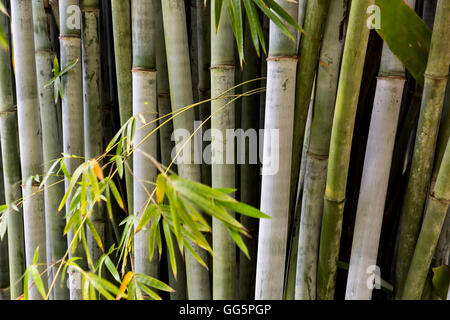 Bambushain Stockfoto