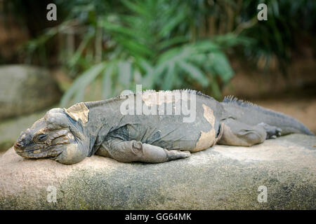 Nahaufnahme einer Iguana Reptile Drachen, Singapur 2016 Stockfoto