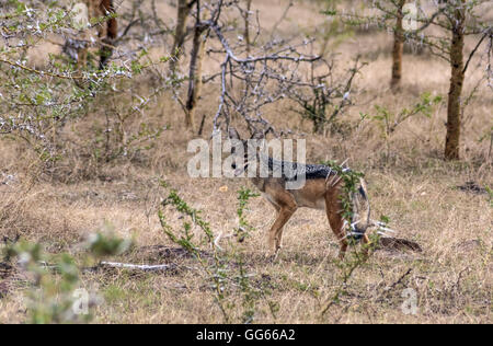 Ein schwarz unterstützt Schakal in The Selous Game Reserve von Tansania Stockfoto