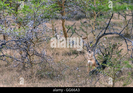Ein schwarzer Schakal in das Selous Game Reserve von Tansania gesichert Stockfoto