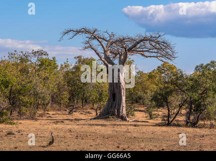 Ein Baobab-Baum in der Nähe von Azura Selous Safari Camp in The Selous Game Reserve Tansania Stockfoto