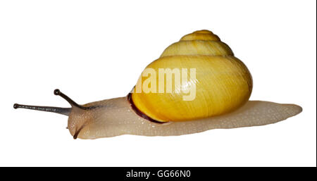 Grove oder Brown-Lipped Schnecke (Cepea Nemoralis) auf weißem Hintergrund Stockfoto