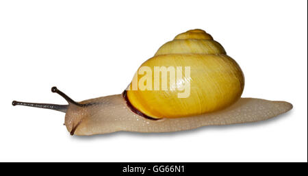 Grove oder Brown-Lipped Schnecke (Cepea Nemoralis) auf weißem Hintergrund Stockfoto