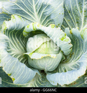 Draufsicht des Leiters der Weißkohl im Garten nach Regen Stockfoto