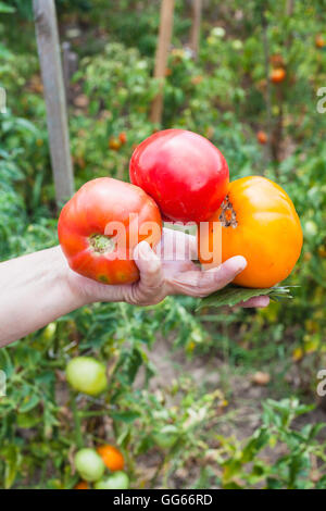 weibliche Hand hält reife Tomaten und Basilikum mit Gemüse Garten auf Hintergrund Stockfoto